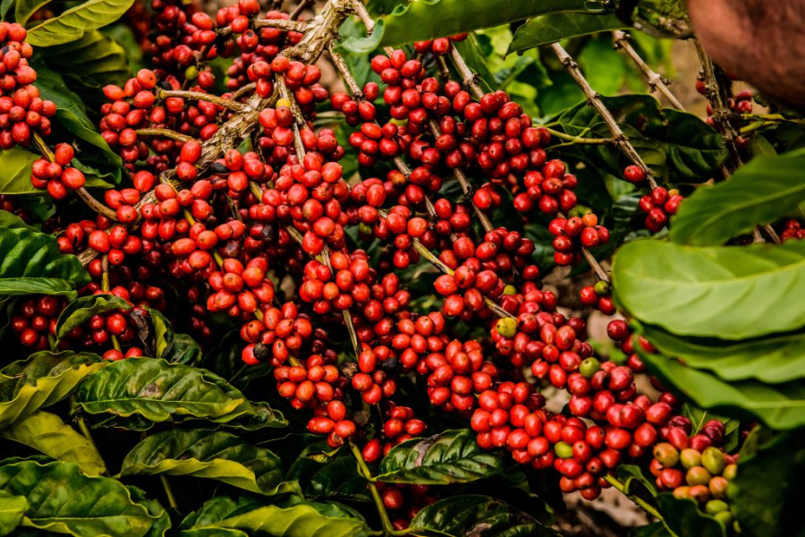 Café conilon bate recorde no ES e pode subir ainda mais