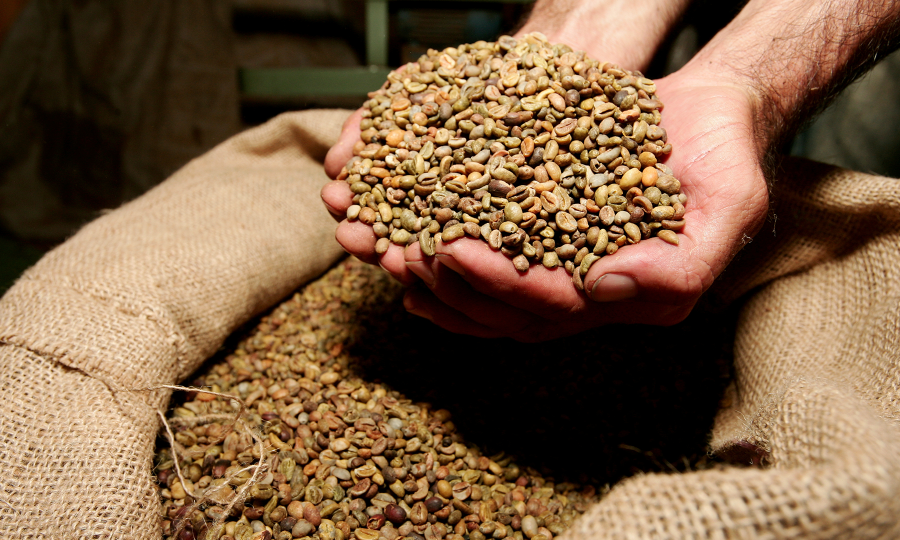Safra de Café 2025 apresenta baixo enchimento dos grãos e preocupa produtores